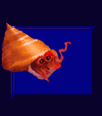 skorupiak animowane-obrazy-gif